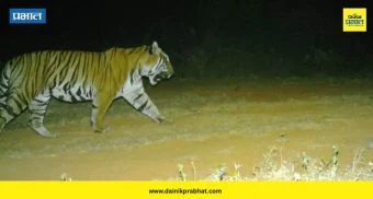 Tiger Baji : देवीच्या यात्रेला दरवर्षी येतोय चक्क वाघ; ‘सेनापती’नंतर यंदा ‘बाजी’ची ‘एण्ट्री’