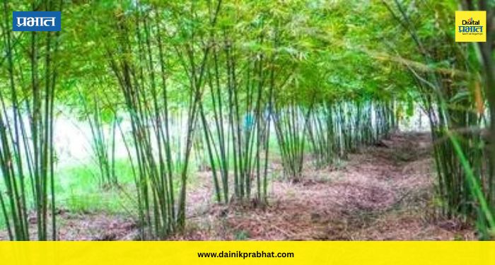 Ganesh Naik : बांबू शेतीतून लाखांची कमाई! १.५ हेक्टरमध्ये ७ लाखांपर्यंत उत्पन्न; वनमंत्री गणेश नाईक यांची मोठी घोषणा