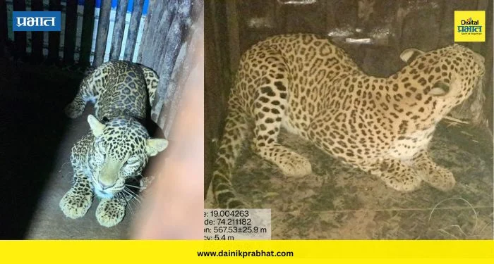 Shirur News : जांबूत आणि साबळेवाडीत दोन मादी बिबट्या जेरबंद; ५ महिन्यांत ४० बिबट्यांना वनविभागाने पकडले