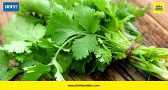 Coriander Storage: “फ्रिजशिवायही कोथिंबीर राहील ताजी; वापरा हे ३ सोपे उपाय”
