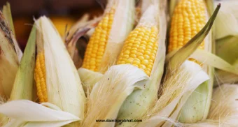 Corn Buying Tips: सावधान! जास्त पिवळे आणि चमकदार मक्याचे कणीस ठरू शकते धोकादायक; खरेदी करताना या गोष्टी नक्की तपासा