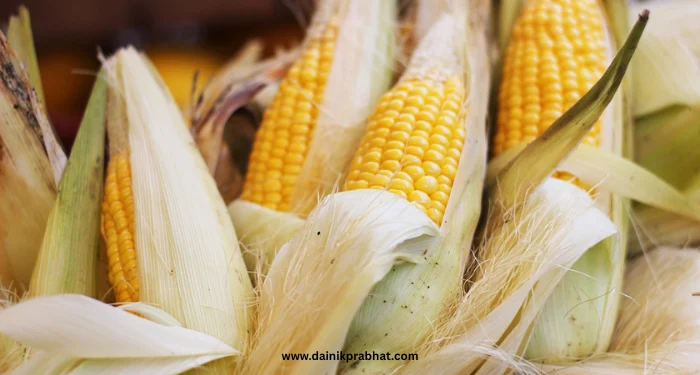 Corn Buying Tips: सावधान! जास्त पिवळे आणि चमकदार मक्याचे कणीस ठरू शकते धोकादायक; खरेदी करताना या गोष्टी नक्की तपासा