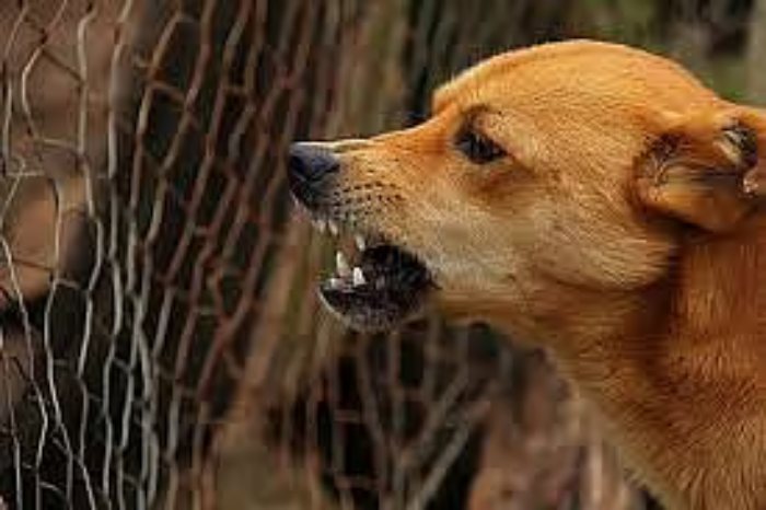 Stray Dog Attack