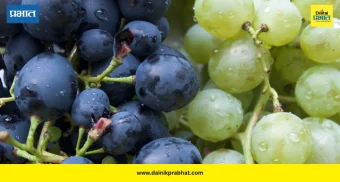 Grape Adulteration: द्राक्षांवर असलेले केमिकल कसे काढाल? घरच्या घरी सोप्या पद्धतीने करा स्वच्छ