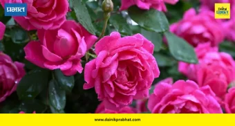 Rose For Skin : त्वचेसाठी गुलाबाचे ५ सोपे उपाय; मिळवा नैसर्गिक तेज आणि फ्रेश लूक!