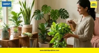 Indoor Plants: एसीशिवाय घर ठेवा कूल! या '५' इनडोअर झाडांनी मिळवा नैसर्गिक थंडावा