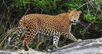 Satara: वन मार्गाचा प्रस्ताव रस्ते विकास महामंडळाकडे प्रलंबित सातारा वनविभागाचे तीन वेळा स्मरणपत्र; शून्य कार्यवाही