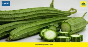 Ridge Gourd Benefits: “पोटाची चरबी कमी करायची आहे? आहारात जोडा दोडका”