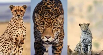 Narayangaon News : वनक्षेत्राबाहेरील बिबट्यांची संख्या १५ मे नंतर स्पष्ट होणार; जुन्नर वनविभागाकडून सर्व्हे सुरू