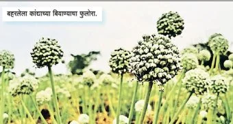 Pune District : कांद्याने रडवले; पण फुलांमधून आशेची बीजं! बाजारभावातील घसरणीमुळे हतबल झालेला शेतकरी वळला बीजोत्पादनाकडे