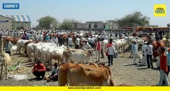 Alephata Market : आळेफाटा बाजारात शेतकरी हतबल! चारा-पाण्याअभावी जनावरे विकण्याची वेळ..पाहा वास्तव