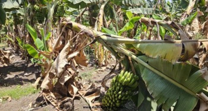 Banana farm