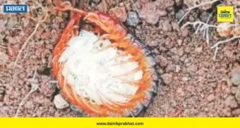Pune Wildlife : हिंस्त्र गोमेचं हळवं रूप! शेकडो पिल्लांना कवेत घेताना दिसली 'माऊली'; पाहून तुम्हीही थक्क व्हाल