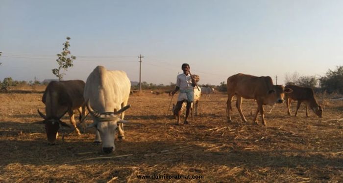 Fodder Scarcity