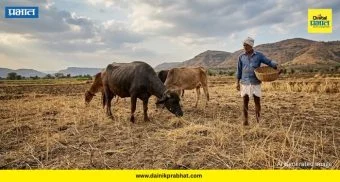 Grass Shortage : मावळात तणनाशकांचा विळखा! नैसर्गिक गवत नष्ट झाल्याने पशुधन धोक्यात; धक्कादायक वास्तव समोर