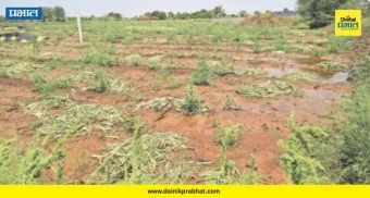 Crop Damage : शिरूर तालुक्यात गारपिटीचा हाहाकार! गुनाट आणि कोहकडेवाडीतील पिकांचे कोट्यवधींचे नुकसान