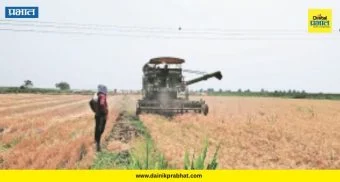 Indapur News : खाऱ्या जमिनीत पिकवलं ‘सोनं’! दोन एकरात ५१ क्विंटल गहू; इंदापूरच्या शेतकऱ्याची कमाल