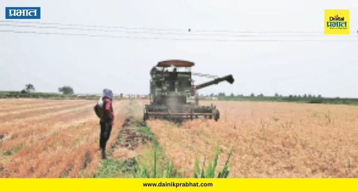 Indapur News : खाऱ्या जमिनीत पिकवलं ‘सोनं’! दोन एकरात ५१ क्विंटल गहू; इंदापूरच्या शेतकऱ्याची कमाल