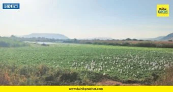Indrayani River : इंद्रायणीचा श्वास कोंडला! नदीपात्रात जलपर्णीचा विळखा; जलचरांच्या अस्तित्वाचा प्रश्न ऐरणीवर