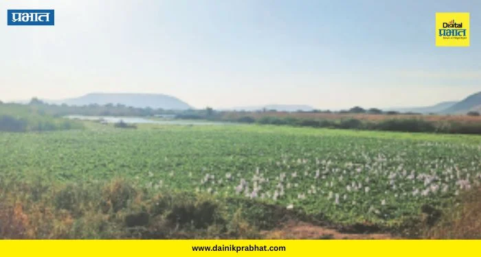 Indrayani River : इंद्रायणीचा श्वास कोंडला! नदीपात्रात जलपर्णीचा विळखा; जलचरांच्या अस्तित्वाचा प्रश्न ऐरणीवर