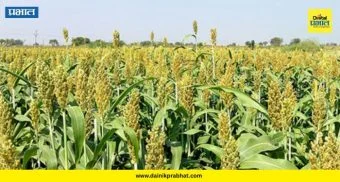 Jowar Price Hike : ज्वारीला श्रीमंतीचा थाट! गरिबांच्या ताटातून भाकरी गायब...; आळेफाटा परिसरात दराचा उच्चांक