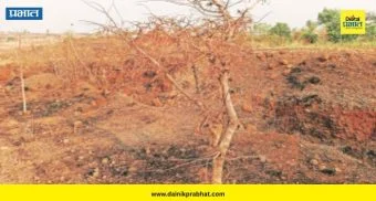 Lakhewadi farm fire : लाखेवाडीत संतापजनक प्रकार! अज्ञाताने फळबागेला लावली आग; ७० चिंचेची झाडे जळून खाक