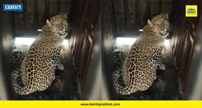 Leopard Captured: शिरूरच्या पिंपरखेडमध्ये आणखी एक बिबट्या जेरबंद; आंबेवाडी परिसरातील शेतकऱ्यांना दिलासा