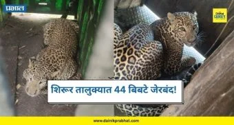 Leopards Captured: शिरूर तालुक्यात आज पुन्हा 2 बिबटे जेरबंद; आतापर्यंत 44 पकडले, नागरिकांमध्ये भीतीचे सावट कायम