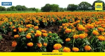 Alephata News : ६० दिवसांत हमखास कमाई! सणांच्या तोंडावर 'या' पिकाने शेतकऱ्यांना दिली नवी आशा