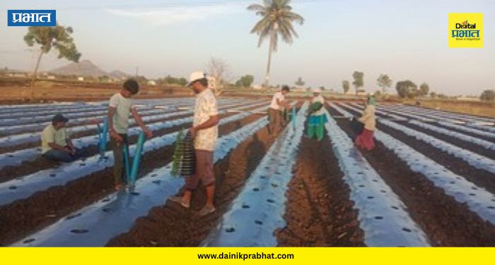 Marigold Farming, Alephata