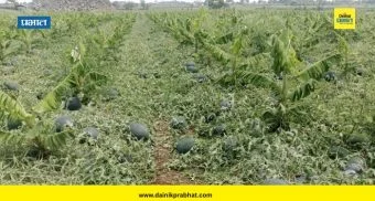 Shirur News : ऐन उन्हाळ्यात अवकाळी पावसाने थैमान; शिरूर तालुक्यातील शेतकऱ्यांचे कोट्यवधींचे नुकसान