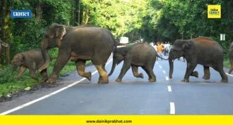 Attack by Wild Elephants : रानटी हत्तींच्या हल्ल्यात तिघांचा मृत्यू; झारखंडच्या रामगढमधील घटना