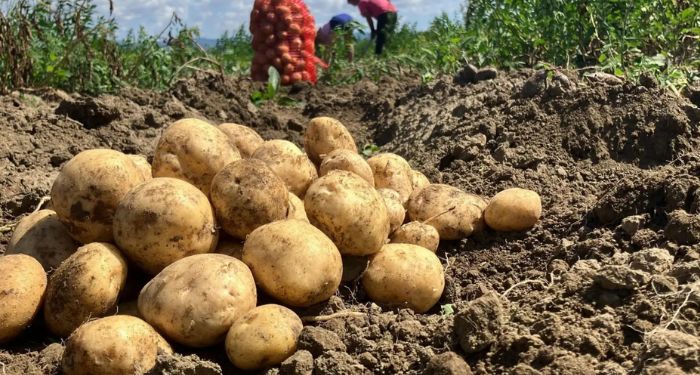 Potato Procurement