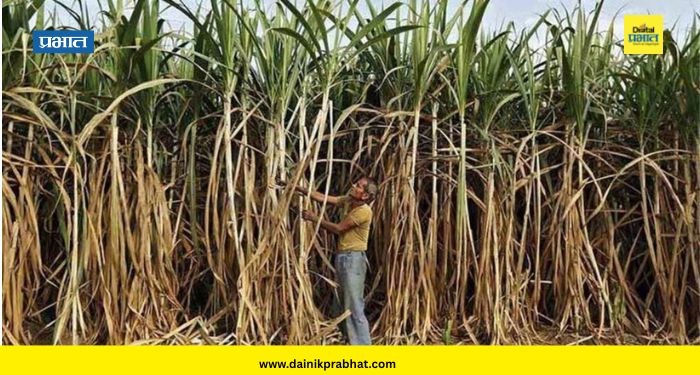 Sugarcane Policy 2026 : ऊस उत्पादक शेतकऱ्यांना मोठा दिलासा ! केंद्राने 'तो' नियम केला रद्द