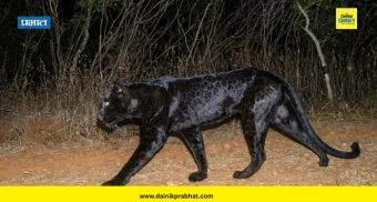 Black Panther : 'सह्याद्री'त आढळला दुर्मीळ 'ब्लॅक पॅंथर'; कॅमेरा ट्रॅपमध्ये छायाचित्र कैद