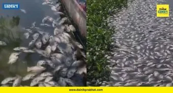 Pashan Lake Fish Death : पाषाण तलावातील माशांचा जीव कुणी घेतला? एमपीसीबीच्या तपासात धक्कादायक खुलासा