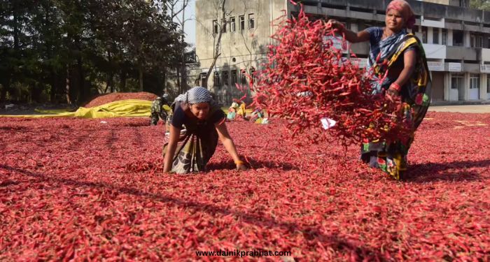 Red Chilli Market