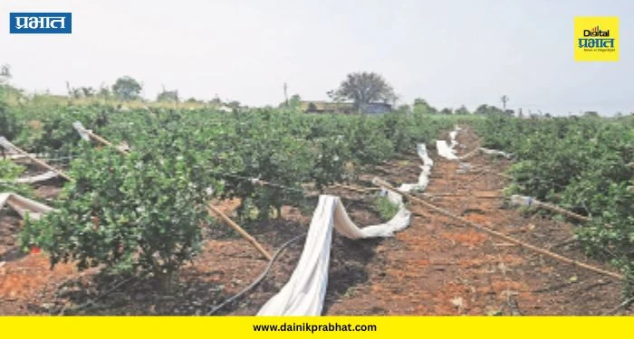 Shirur Crop Damage : “साहेब, सांगा आता जगायचं कसं?” शिरूरमध्ये गारपिटीने डाळिंब बागा उद्ध्वस्त; शेतकऱ्याचा टाहो
