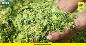 Dairy Farming : पौष्टिक अन् चवदार! मुरघासाने बदलले दुग्धव्यवसायाचे गणित; काय आहे नेमकी प्रक्रिया?
