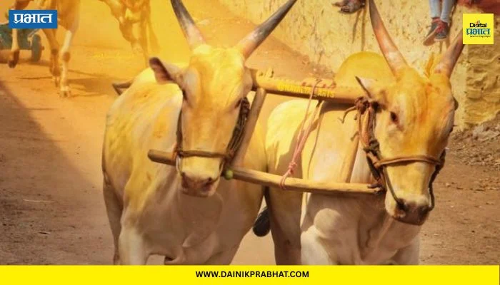 Talegaon Dhamdhere : तळेगाव ढमढेरे येथे भैरवनाथ यात्रेचा उत्साह; यंदाच्या ७४ व्या वर्षात रंगणार बैलगाडा शर्यतींची धूम