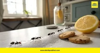 Ants in Kitchen: किचनमधील मुंग्यांचा त्रास संपवा; हे सोपे घरगुती उपाय करून पाहा!