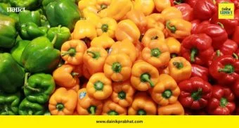 Capsicum Benefits: फक्त भाजी नाही, ‘आरोग्याची चावी’! शिमला मिरचीचे फायदे ऐकून व्हाल थक्क