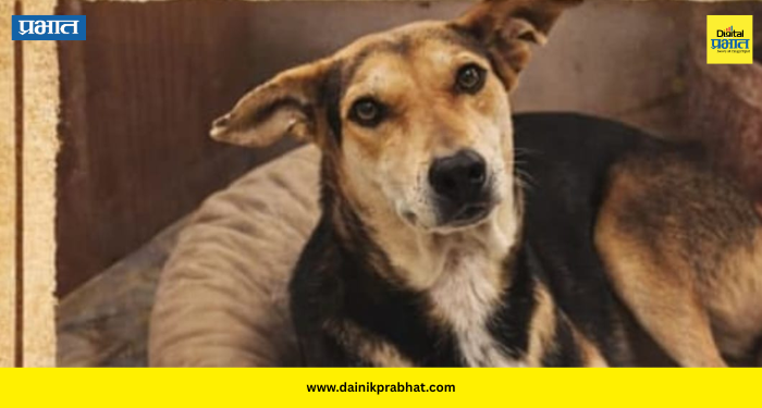 Pune News : पुण्यातून धक्कादायक घटना.! कंपनीसमोरून लाडक्या ‘नन्या’चे अपहरण