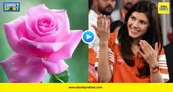 Kavya Maran Rose : हैदराबादचा विजय अन् काव्या मारन 'क्लीन बोल्ड'! भर गर्दीत चाहत्याने दिलं गुलाबाचं फूल, पाहा VIDEO