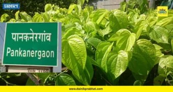 Hingoli: दुष्काळाच्या झळांनी ‘पानकनेरगाव’ची ओळख पुसली; 400 पानमळ्यांचा इतिहास काळाच्या पडद्याआड