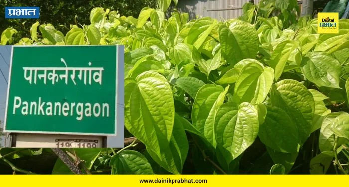 Hingoli: दुष्काळाच्या झळांनी ‘पानकनेरगाव’ची ओळख पुसली; 400 पानमळ्यांचा इतिहास काळाच्या पडद्याआड