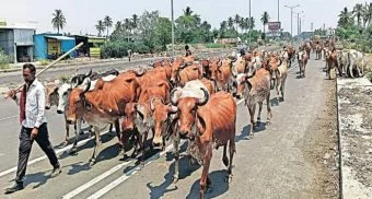 Pune District : उत्पन्नापेक्षा खर्च अधिक असल्याने पशुपालक अडचणीत