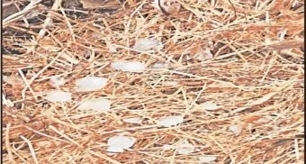 Pune District : जुन्नरच्या पूर्व भागात गारपीट, शेतकऱ्यांचे नुकसान