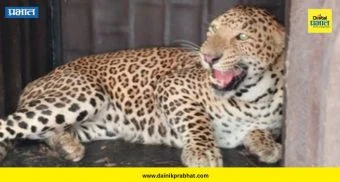 Leopard Trapped : शिरूरमध्ये वनविभागाची मोठी कारवाई; जातेगाव खुर्दच्या कंपनी परिसरातून बिबट्या जेरबंद