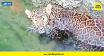 Leopard Rescue : मध्यरात्री शिकारीचा थरार अन् पहाटे विहिरीत बिबट्या! नागापूरमध्ये वनविभागाचे मोठे रेस्क्यू ऑपरेशन